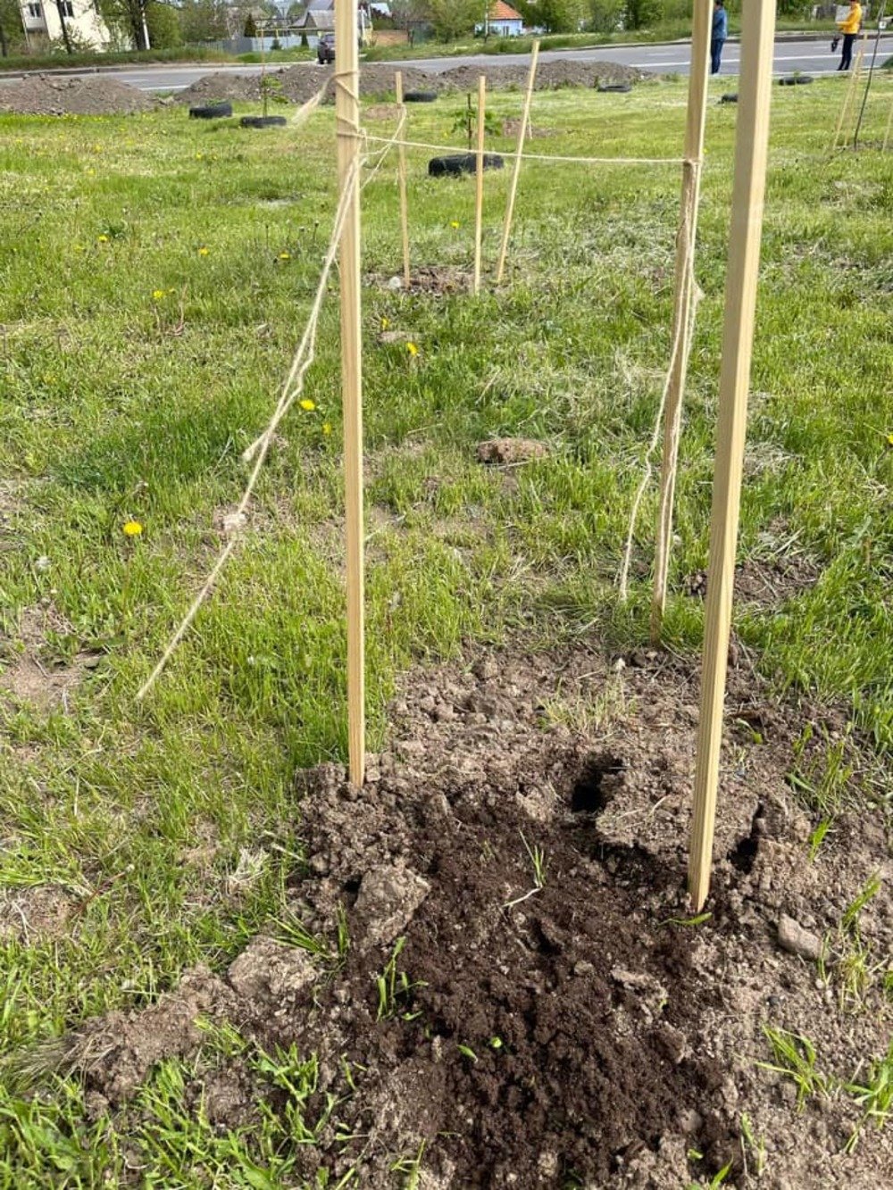 В Николаеве украли сакуры