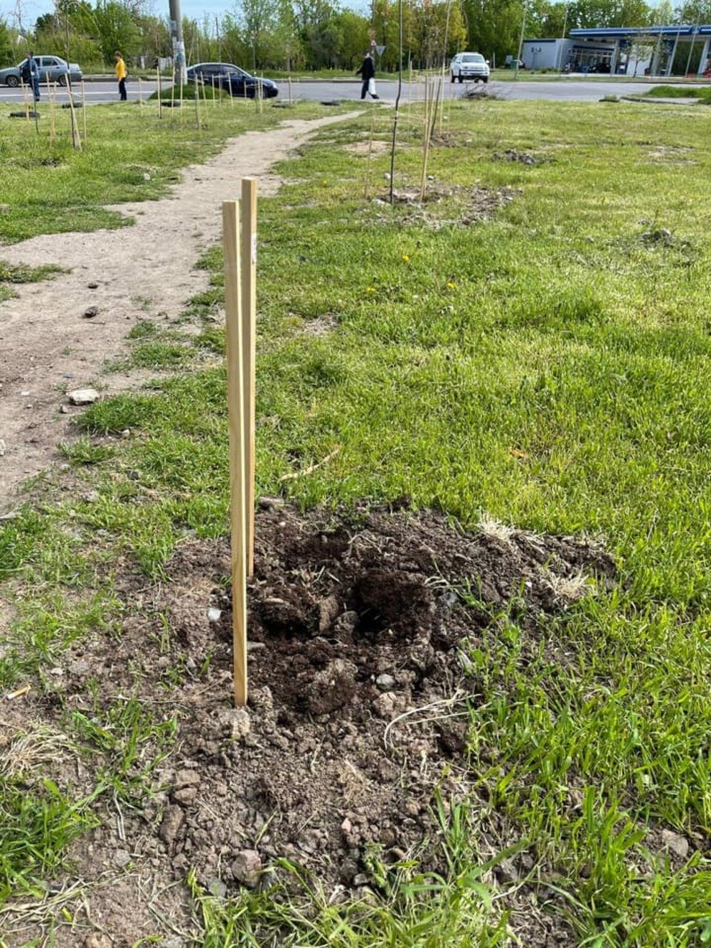 В Николаеве украли сакуры