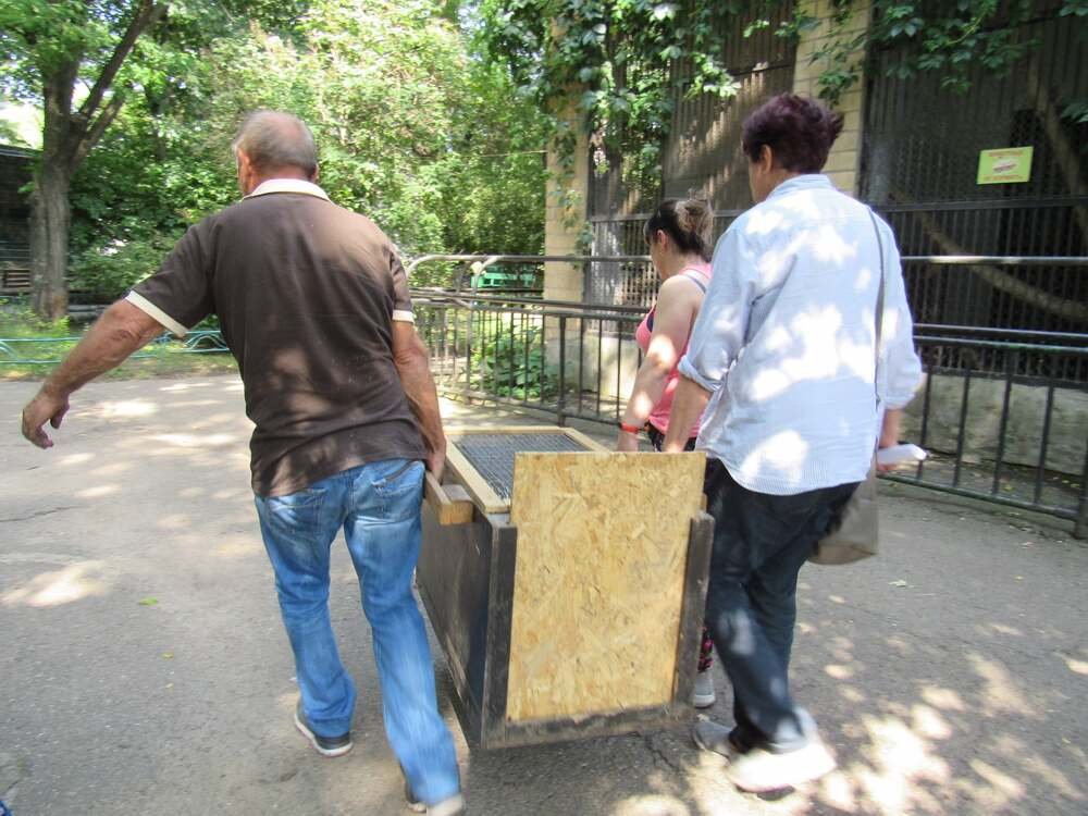 Дикобразы в зоопарке