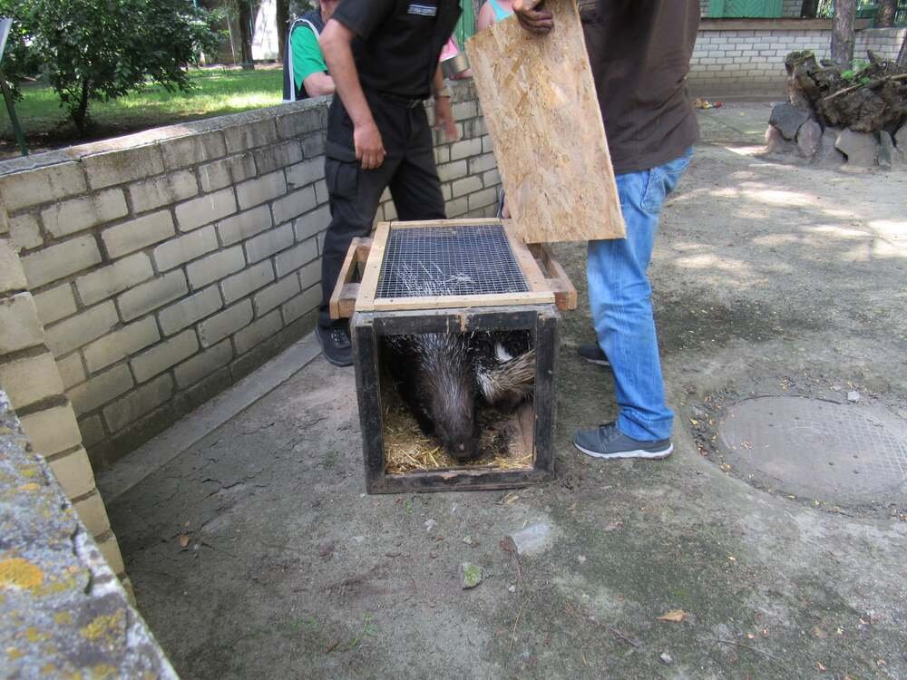 Дикобразы в зоопарке