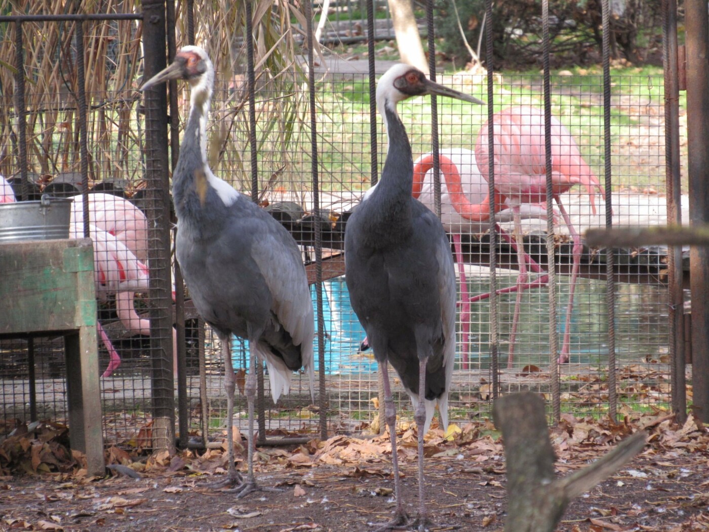 Животные в Николаевской зоопарке