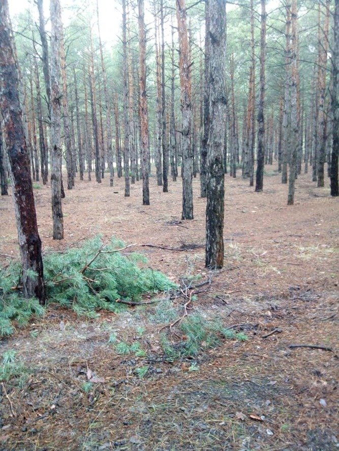 В Николаеве в Матвеевском лесу неизвестные спилили сосны,- ФОТО 