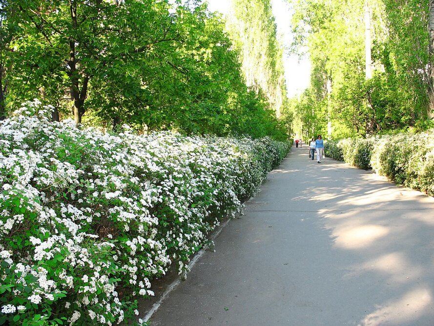 парк Лески