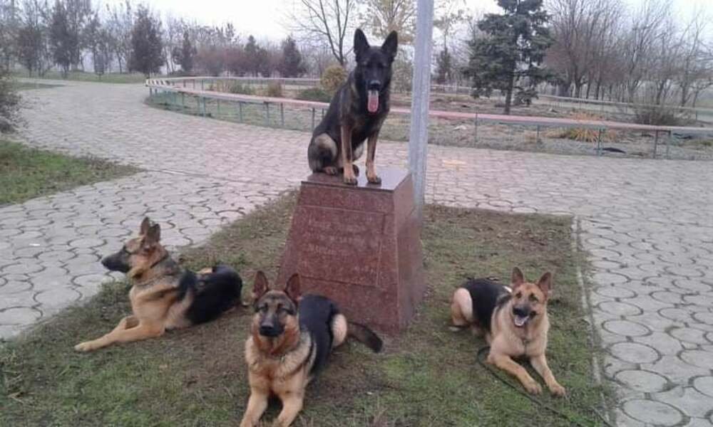 служебные собаки пограничников