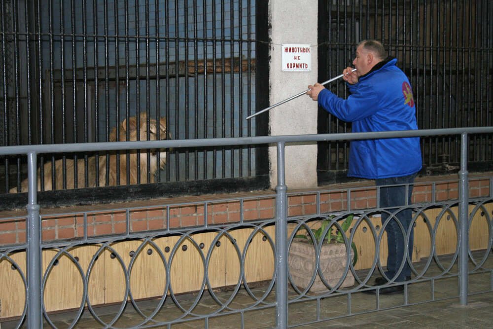 Николаевский зоопарк отправил львов в Африку