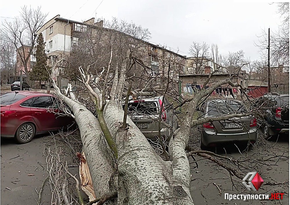 В Николаеве огромное дерево упало сразу на несколько авто, - ФОТО