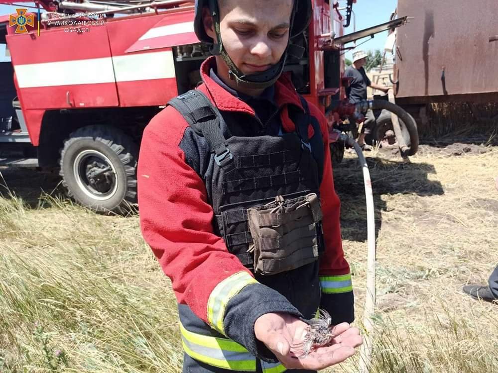 На Миколаївщині рятувальники зберегли життя горобчика, коли гасили чергову пожежу внаслідок ворожих обстрілів, - ФОТО 