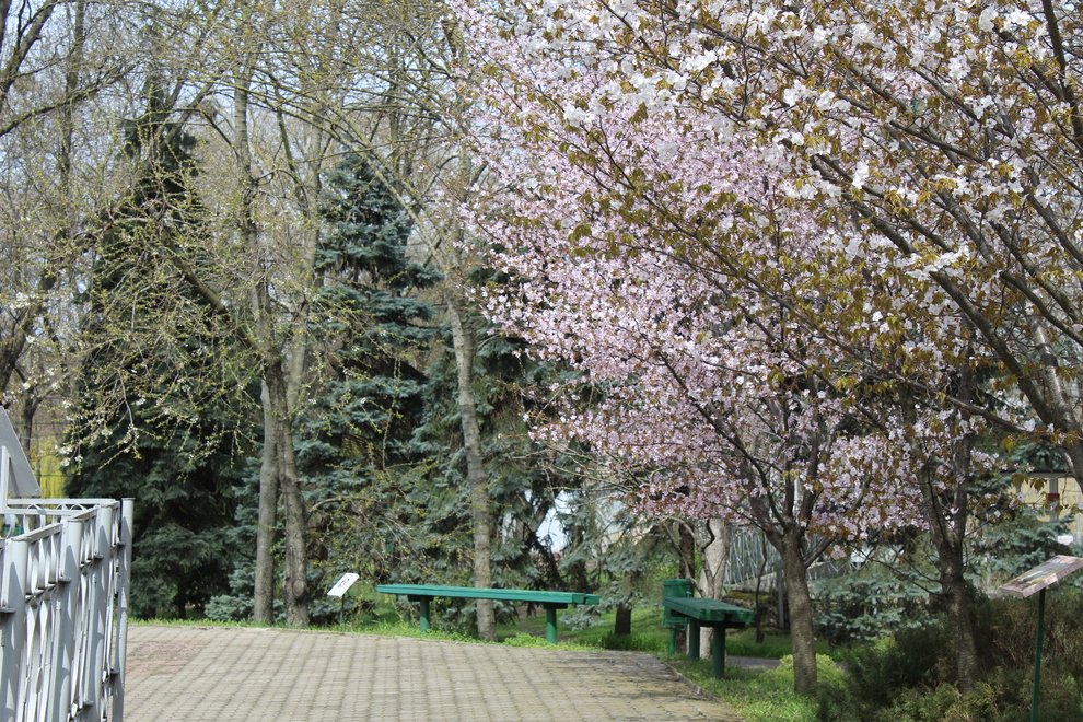 У Миколаївському зоопарку зацвіла сакура, яка була привезена з Японії, - ФОТО 