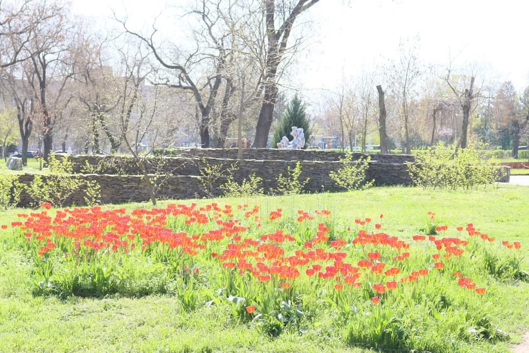 У Миколаєві висадили 30 саджанців дуба Шевченка, - ФОТО 
