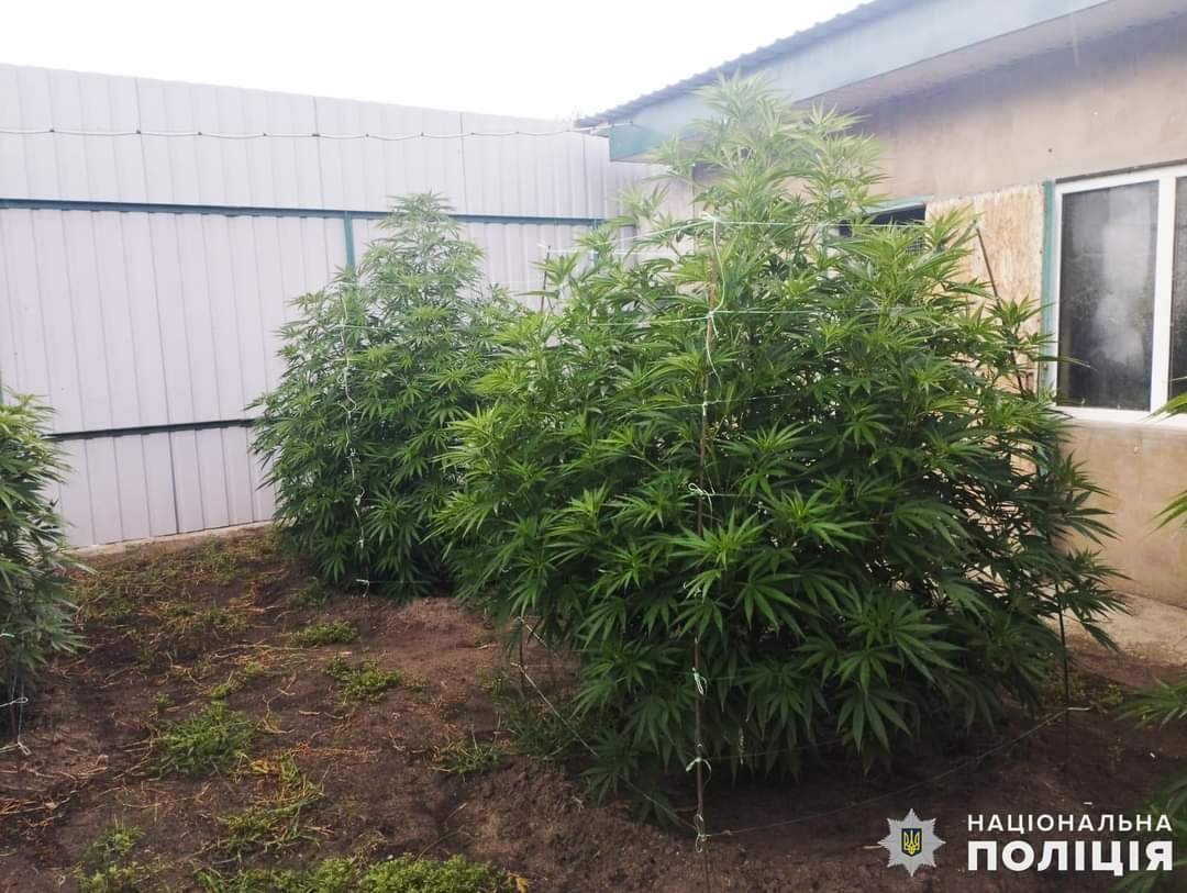 На Миколаївщині чоловікові загрожує до семи років в'язниці за вирощування канабісу, - ФОТО 