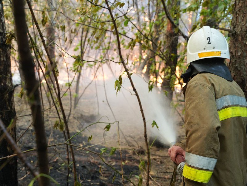 На Миколаївщині знову горить ліс: площа горіння становить 20 га,- ФОТО