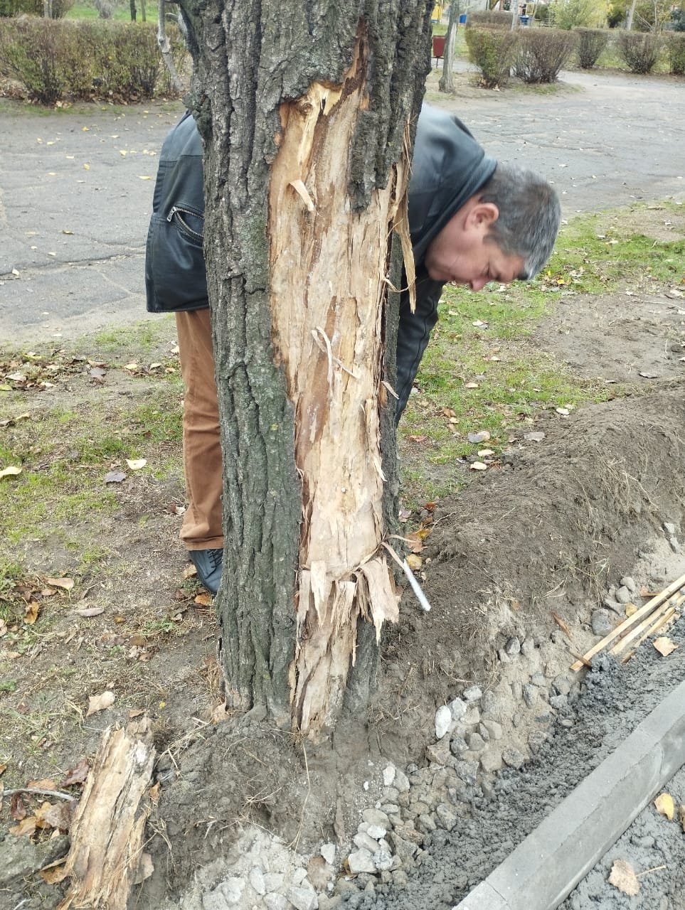 У Миколаєві підрядник пошкодив три дерева - на нього вже виписали штраф, - ФОТО