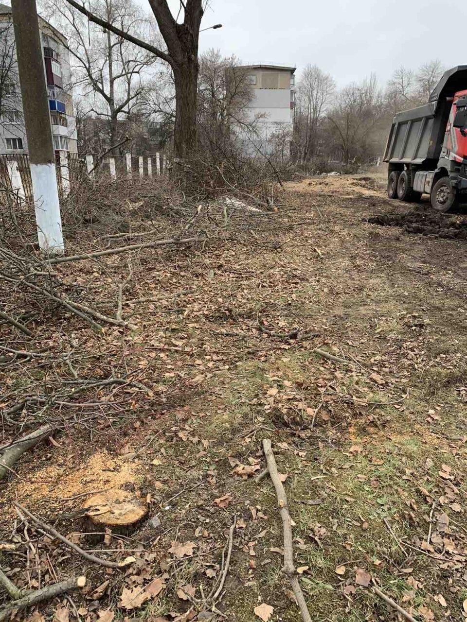 На Миколаївщині незаконно знищили 43 дерева,- ФОТО