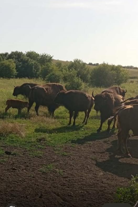 В Еланецкой степи родился бизончик