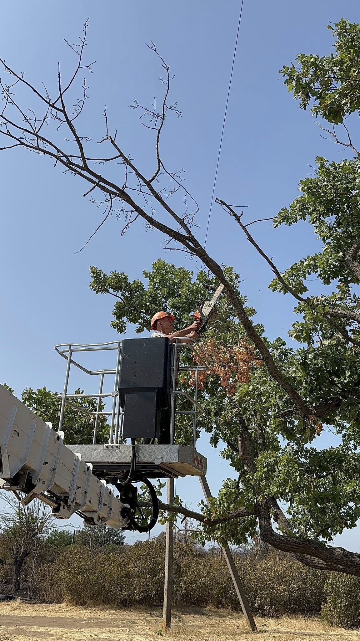 В Корабельном районе производят санитарную обрезку уникального дуба.