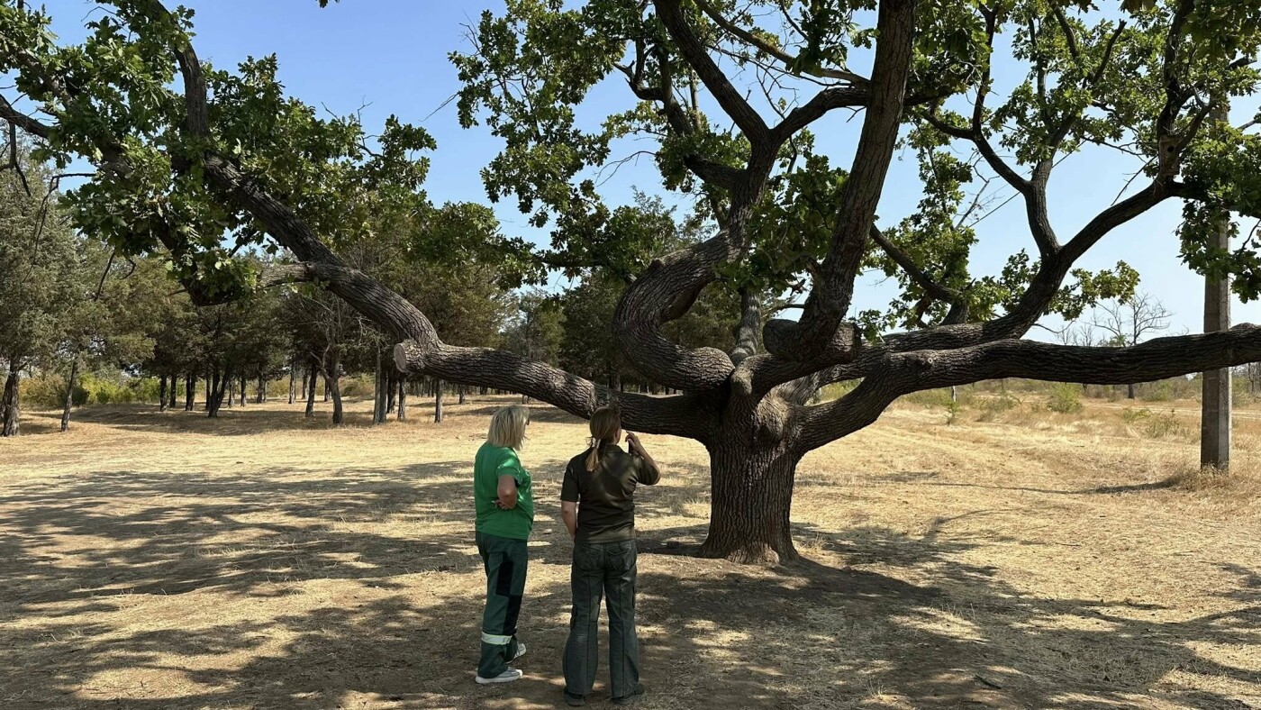 В Корабельном районе производят санитарную обрезку уникального дуба.