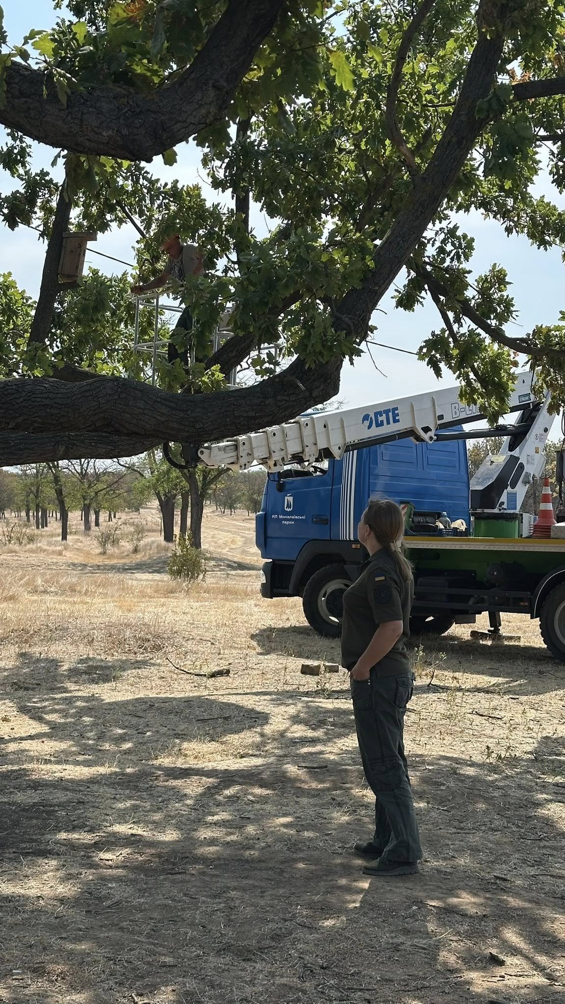 В Корабельном районе производят санитарную обрезку уникального дуба.