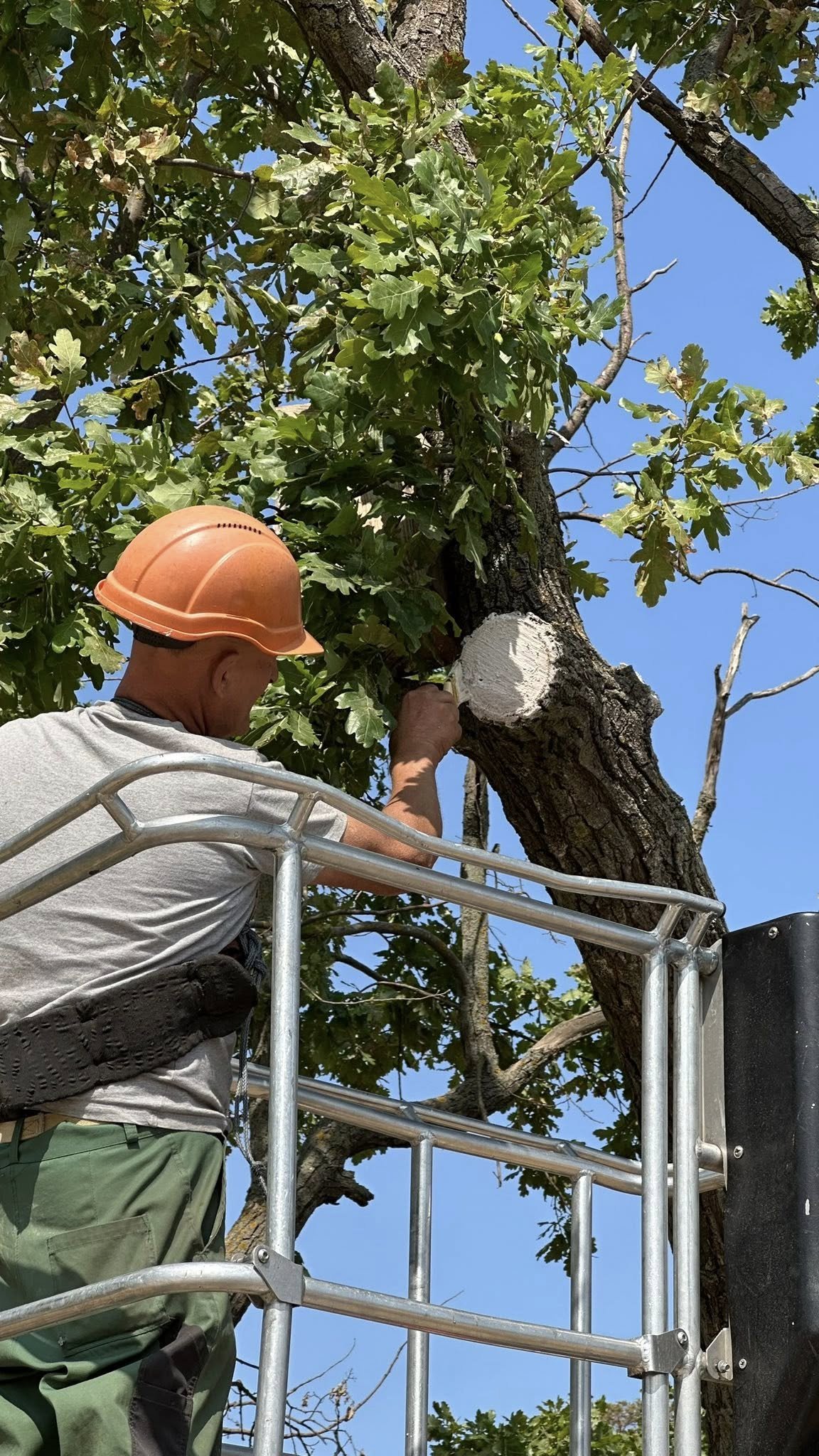 В Корабельном районе производят санитарную обрезку уникального дуба.