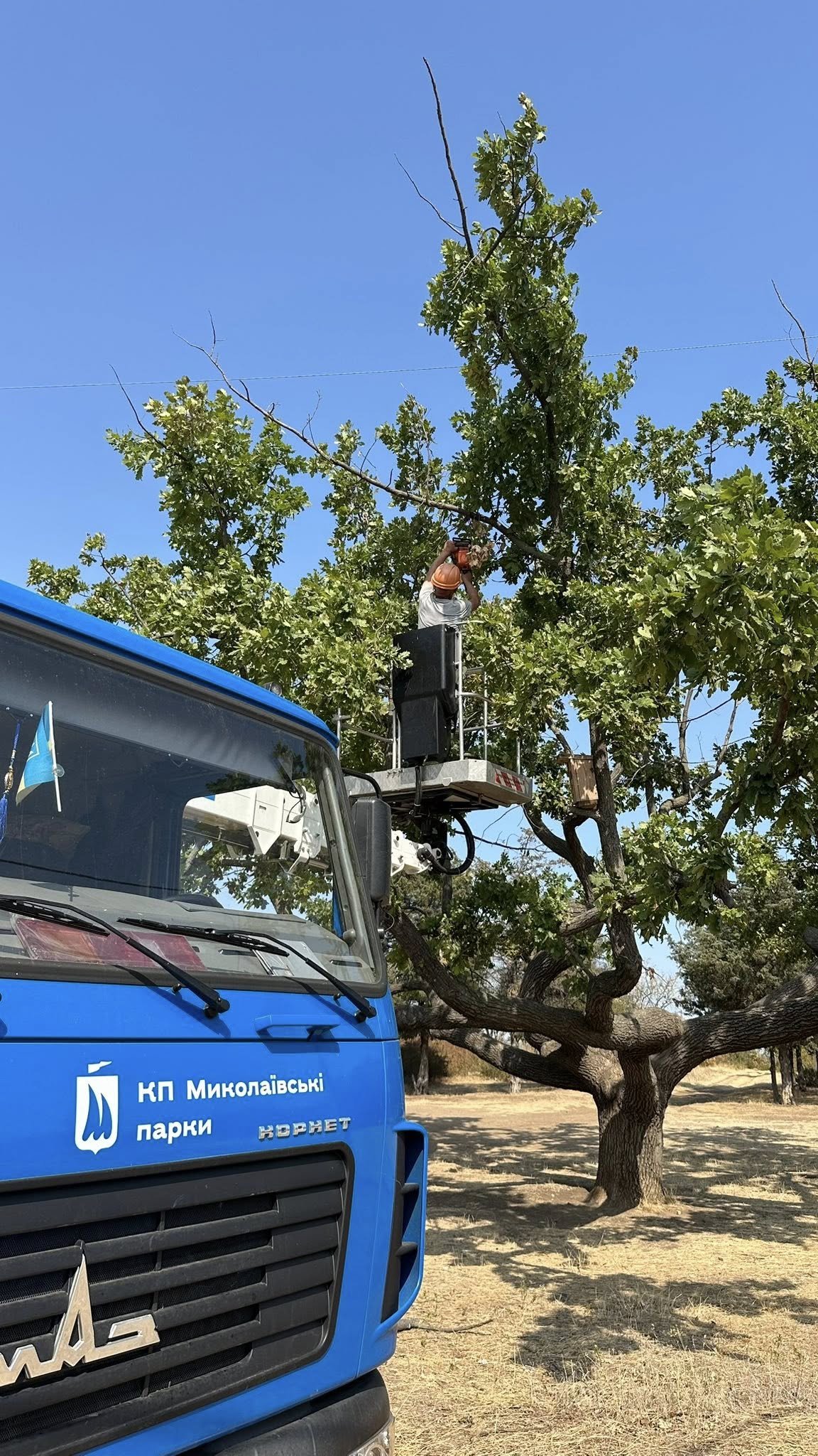 В Корабельном районе производят санитарную обрезку уникального дуба.