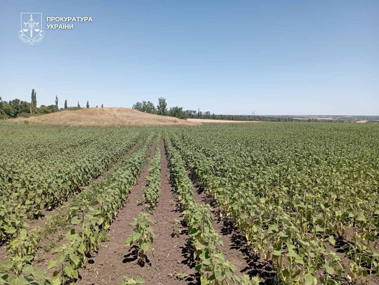 Кургани під плугом