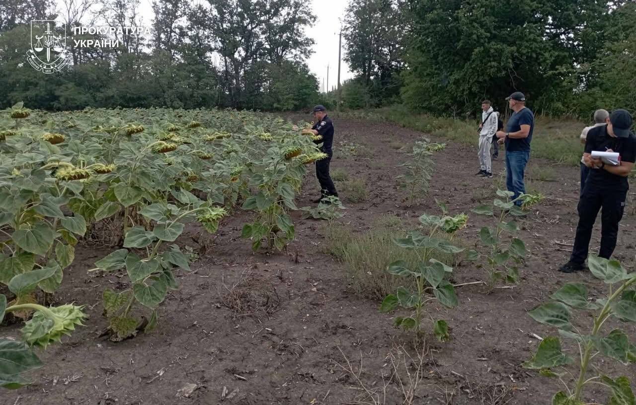 Кургани під плугом