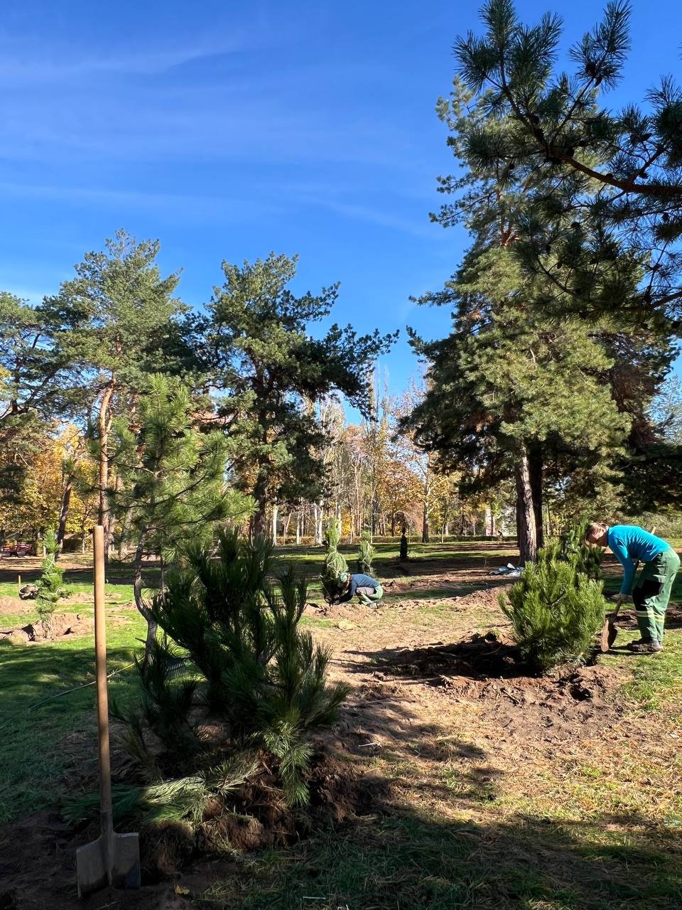 Высадка деревьев в Николаеве.