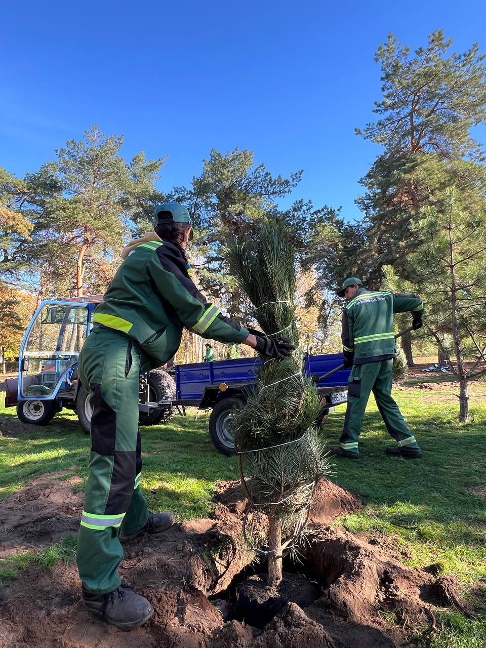 Высадка деревьев в Николаеве.