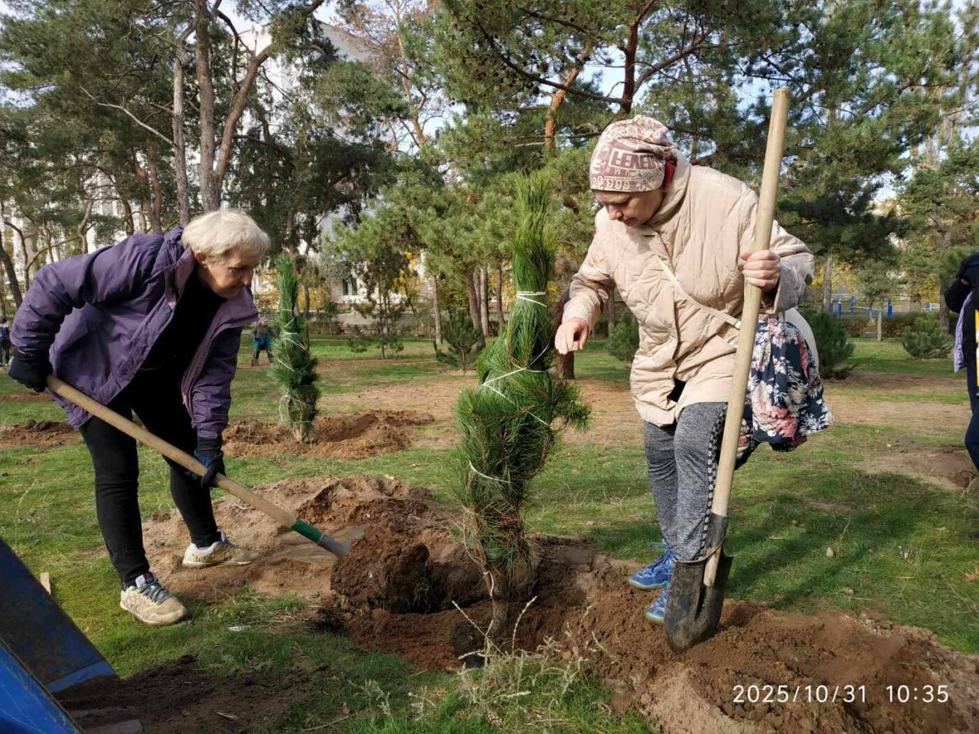 Высадка деревьев в Николаеве.