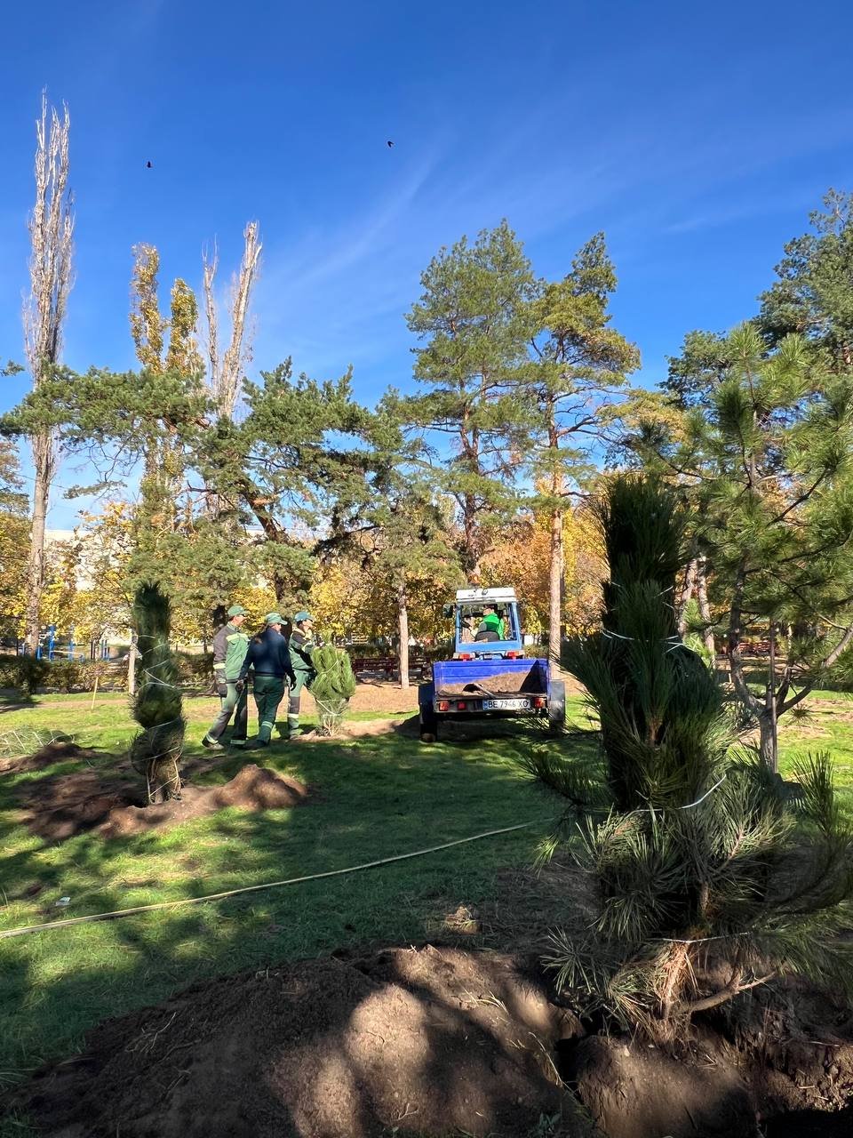 Высадка деревьев в Николаеве.