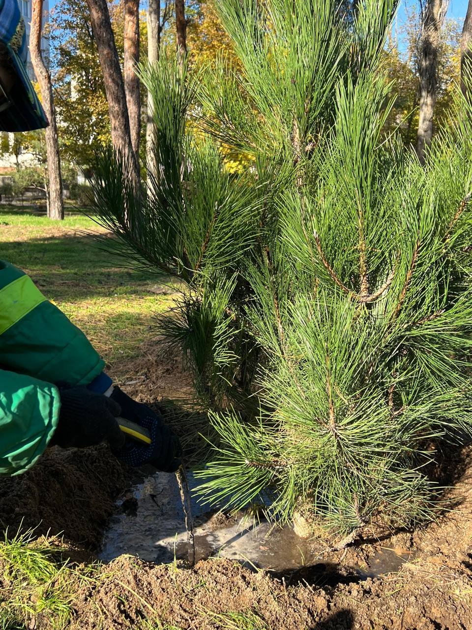Высадка деревьев в Николаеве.