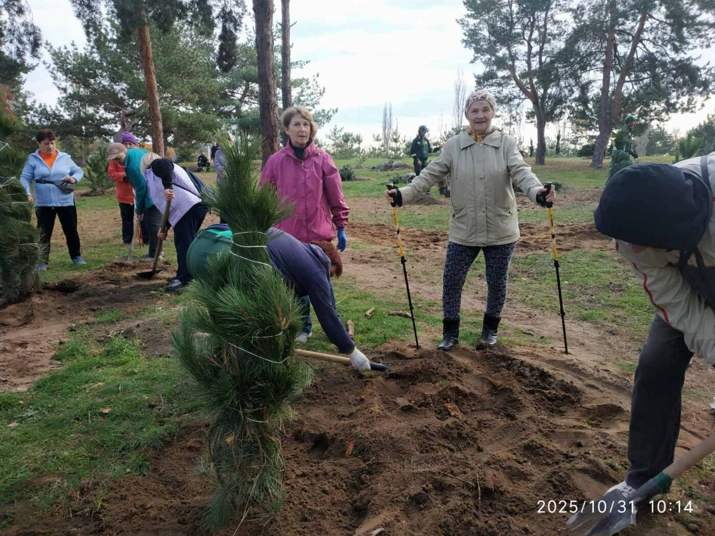 Высадка деревьев в Николаеве.