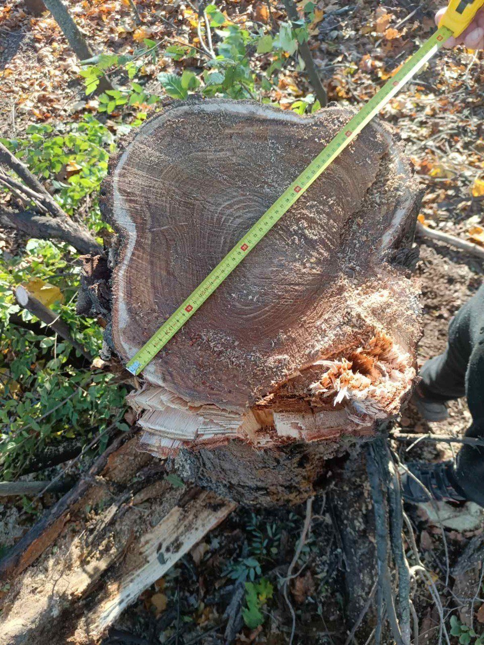 В Николаевской области экологи разоблачили нарушителя
