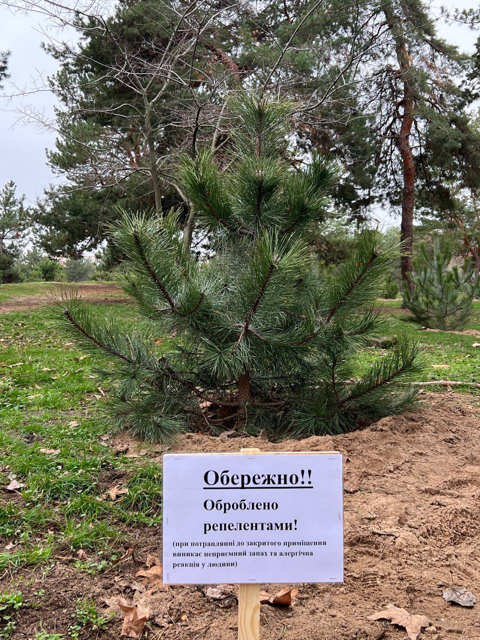 В Николаеве защищают деревья