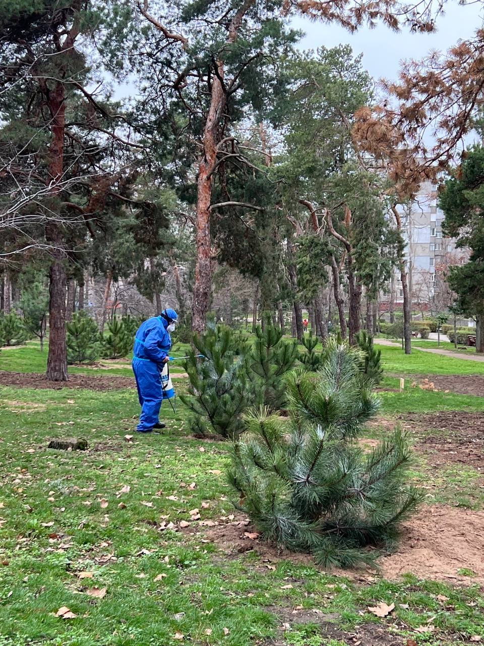 В Николаеве защищают деревья
