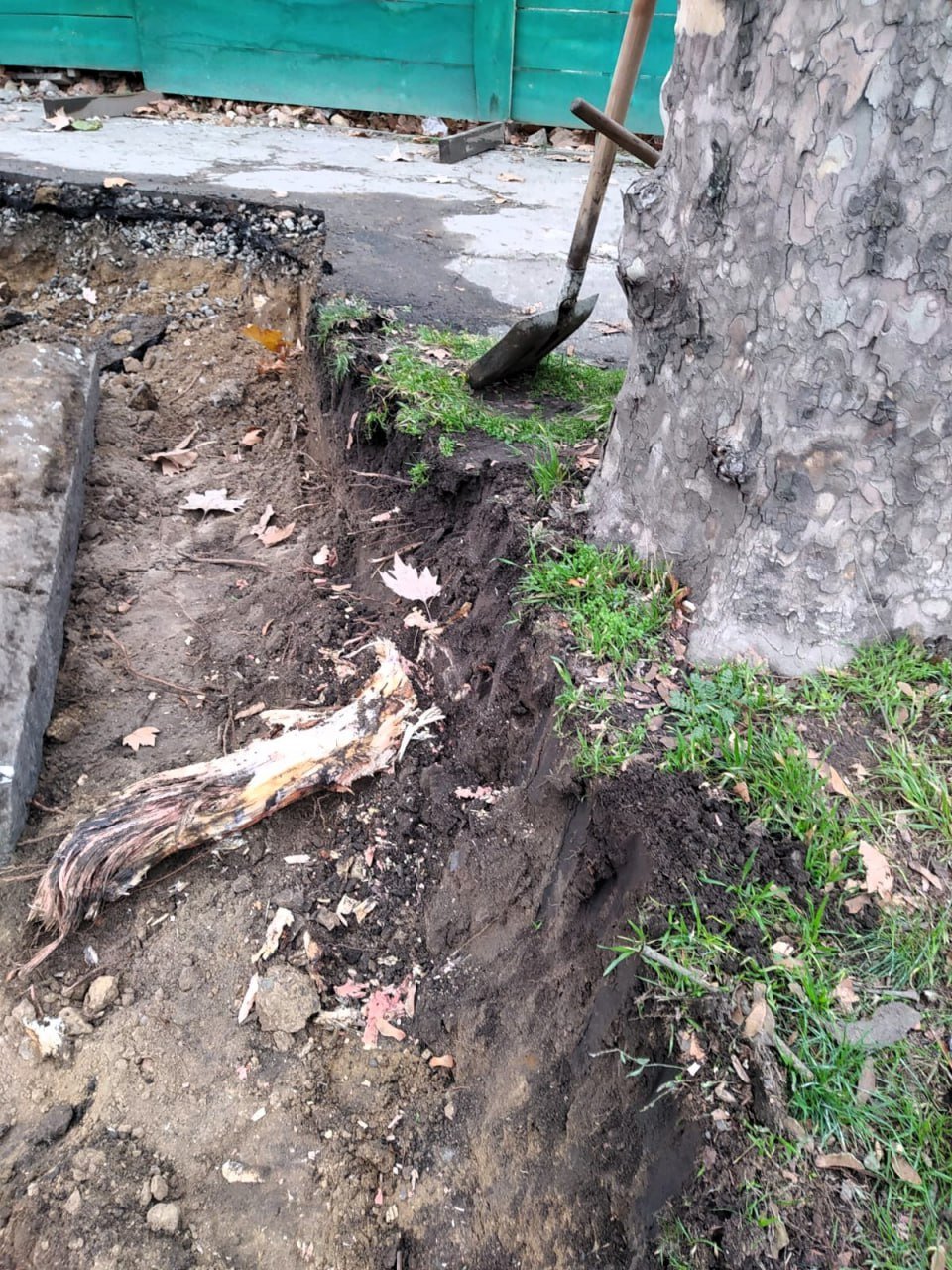 Поврежденные деревья в Николаеве