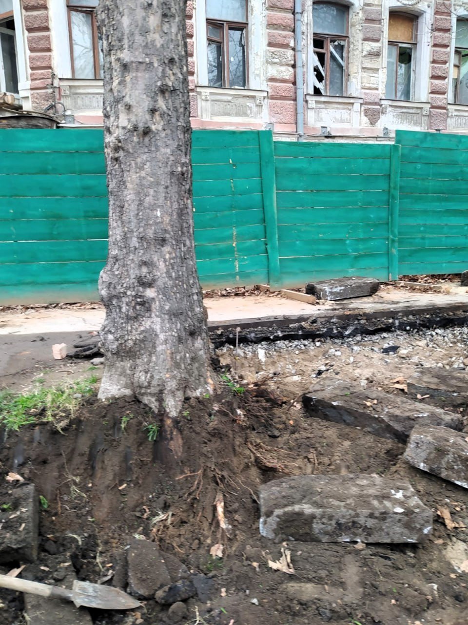 Поврежденные деревья в Николаеве