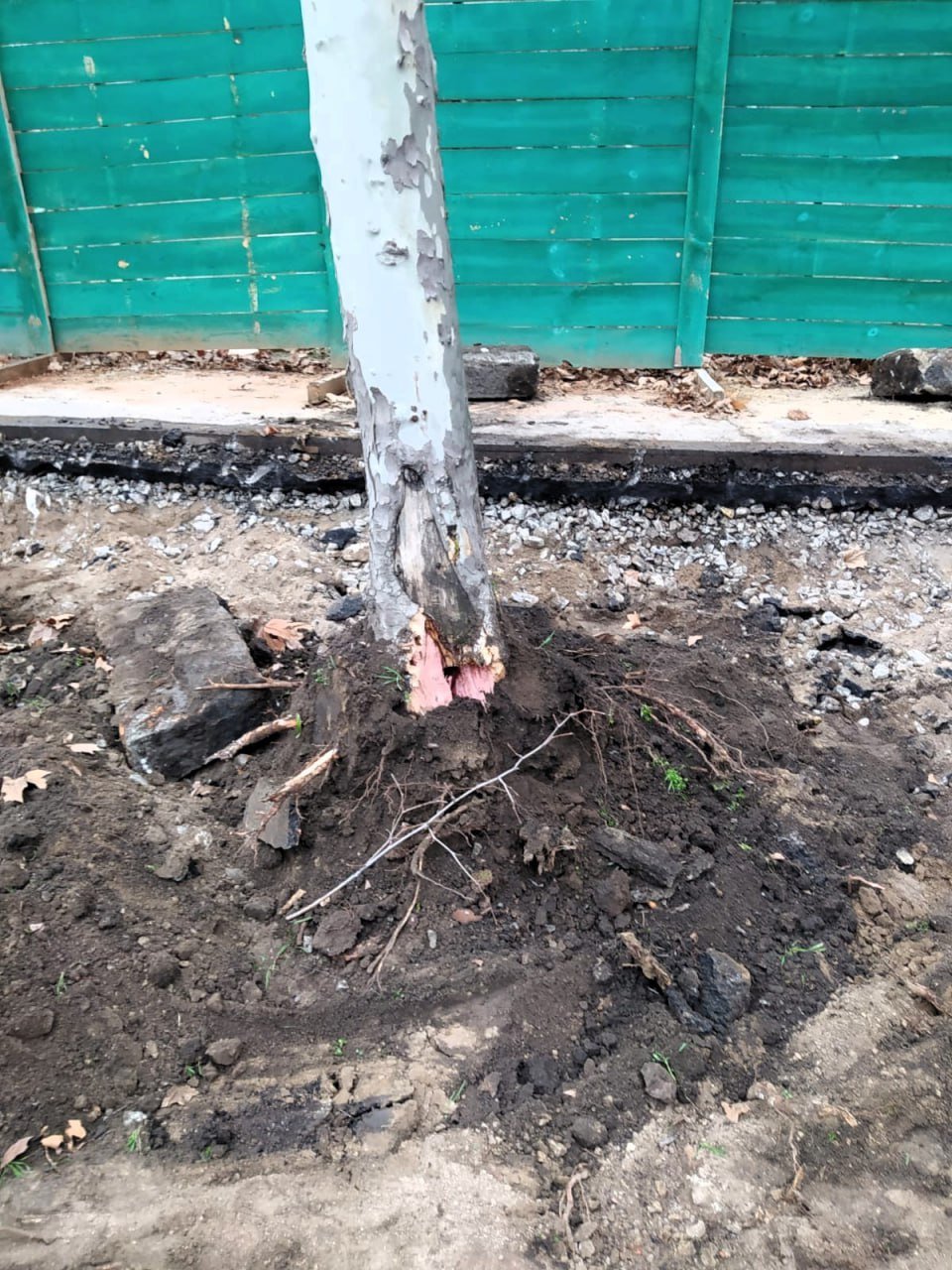 Поврежденные деревья в Николаеве