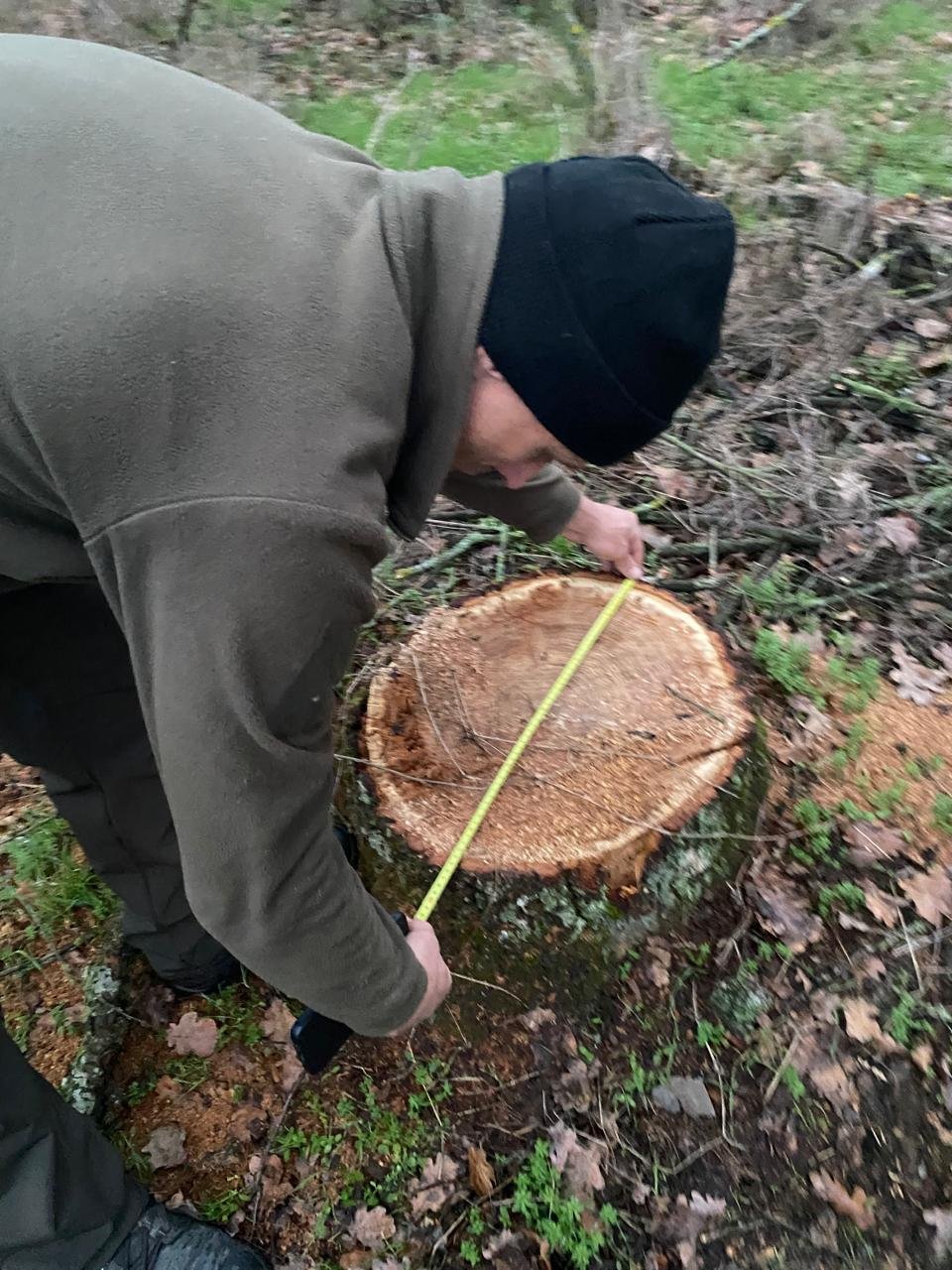 В Николаевской области вырубили дубы