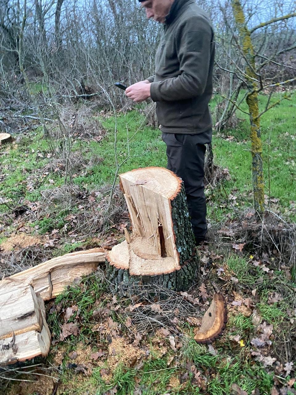 В Николаевской области вырубили дубы