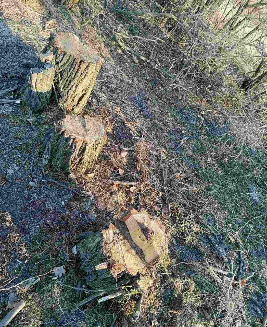 Незаконная вырубка деревьев в Николаевской области