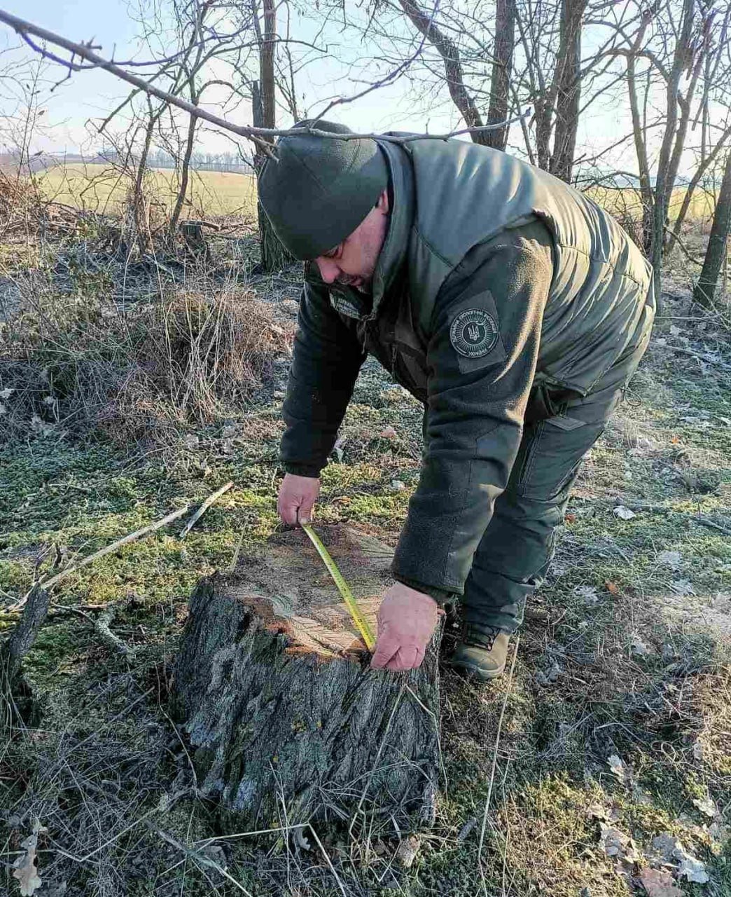 Незаконная вырубка деревьев в Николаевской области