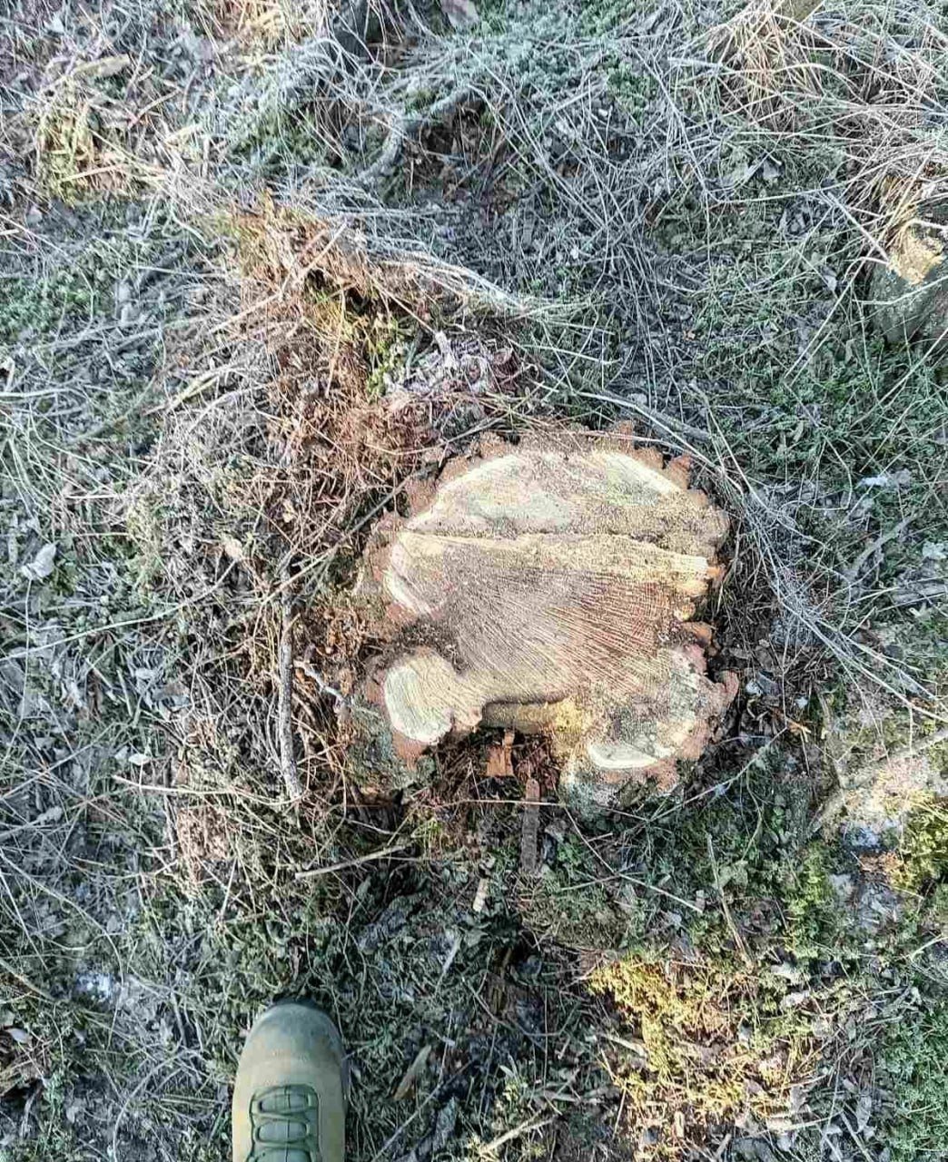 Незаконная вырубка деревьев в Николаевской области
