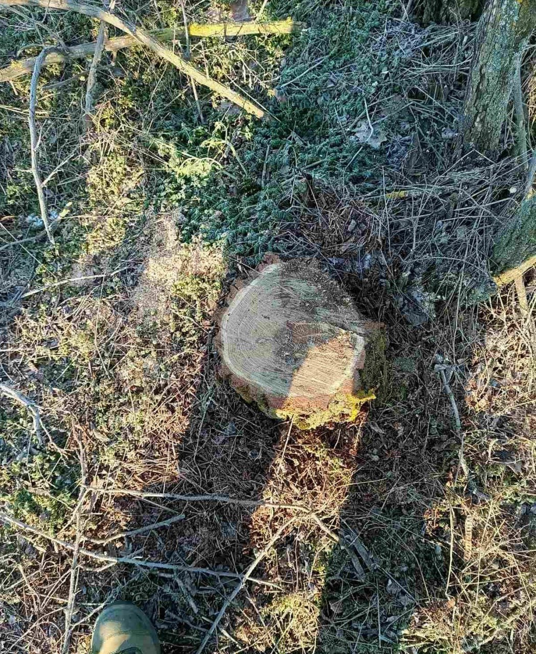 Незаконная вырубка деревьев в Николаевской области