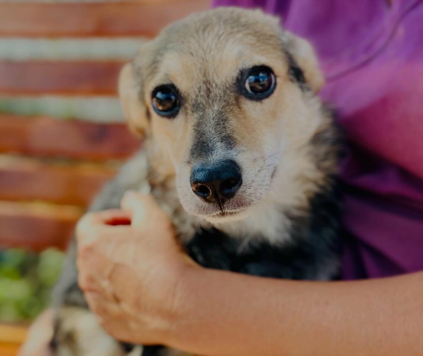 В Николаеве пройдет выставка-устройство животных