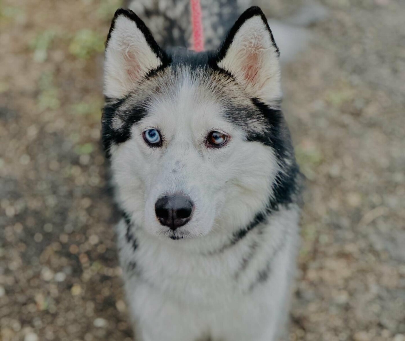 В Николаеве пройдет выставка-устройство животных