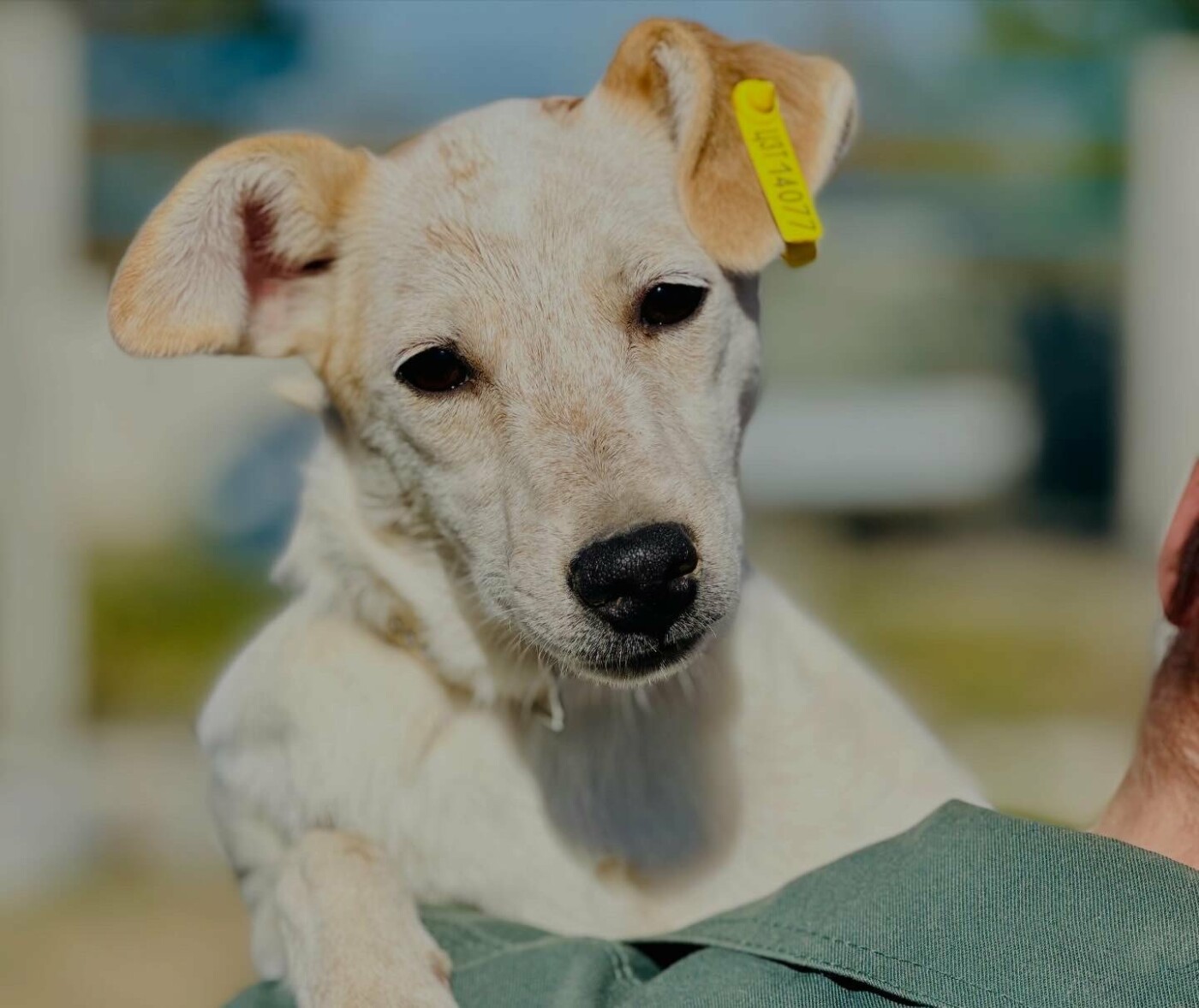 В Николаеве пройдет выставка-устройство животных