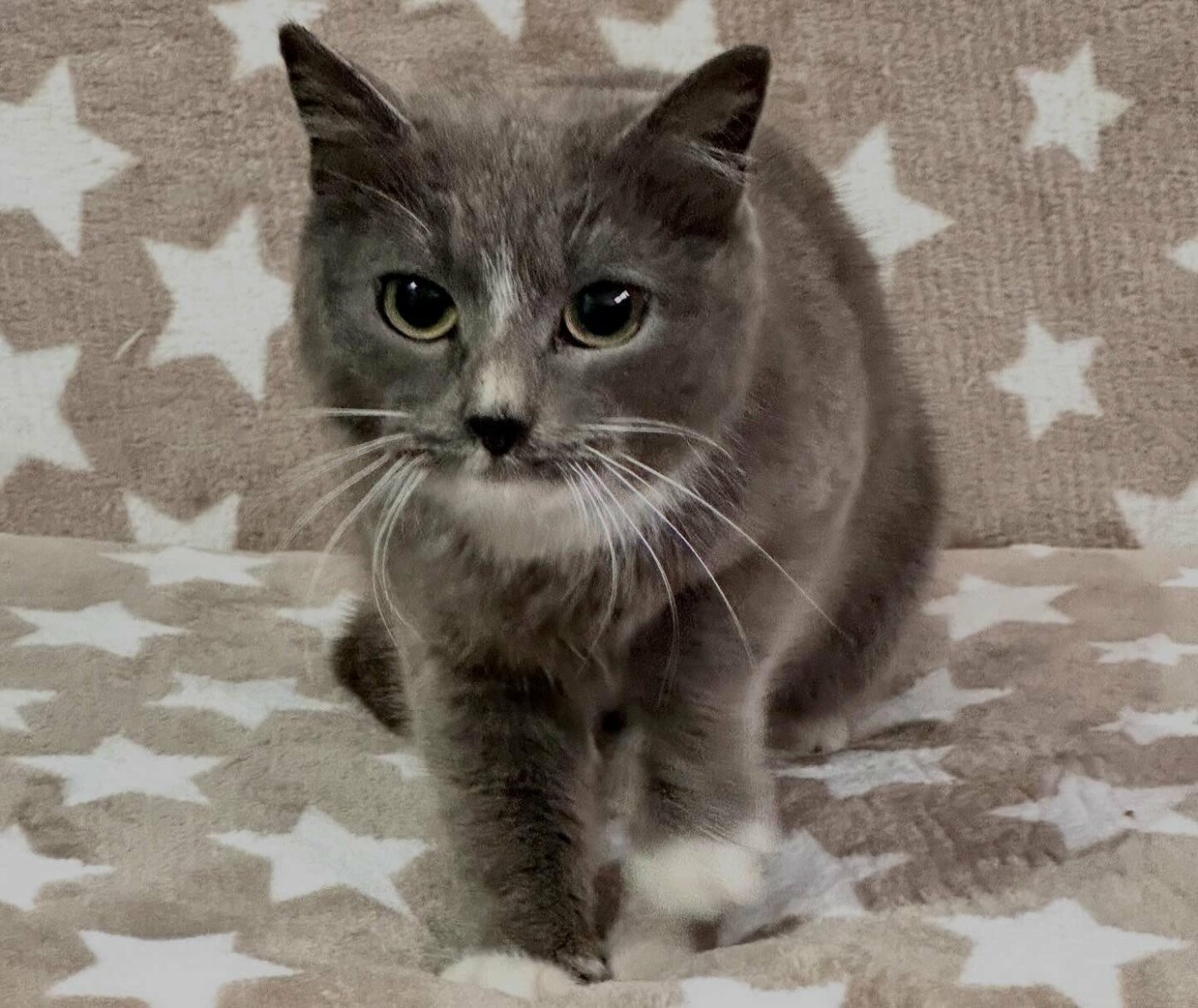 В Николаеве пройдет выставка-устройство животных