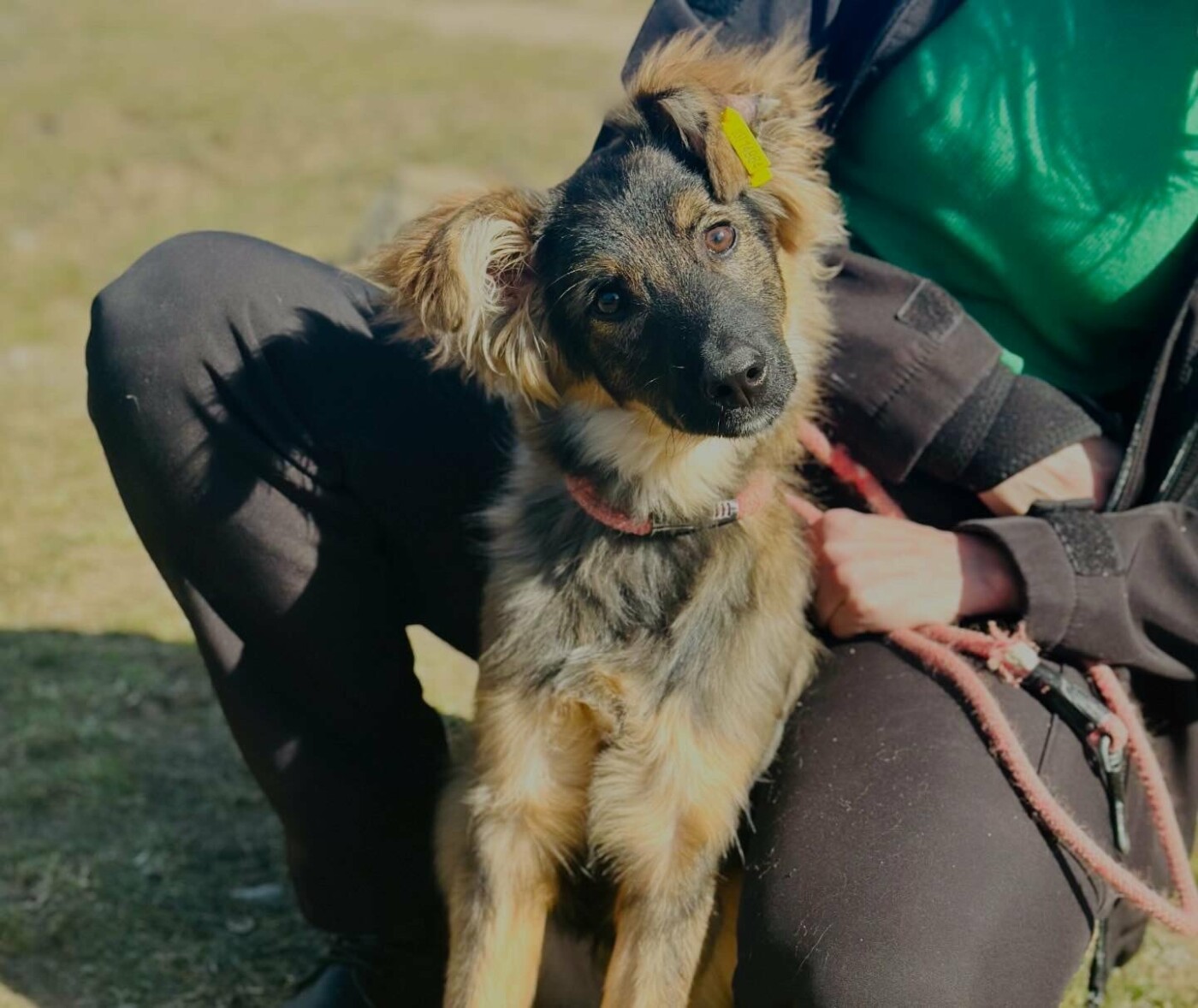 В Николаеве пройдет выставка-устройство животных