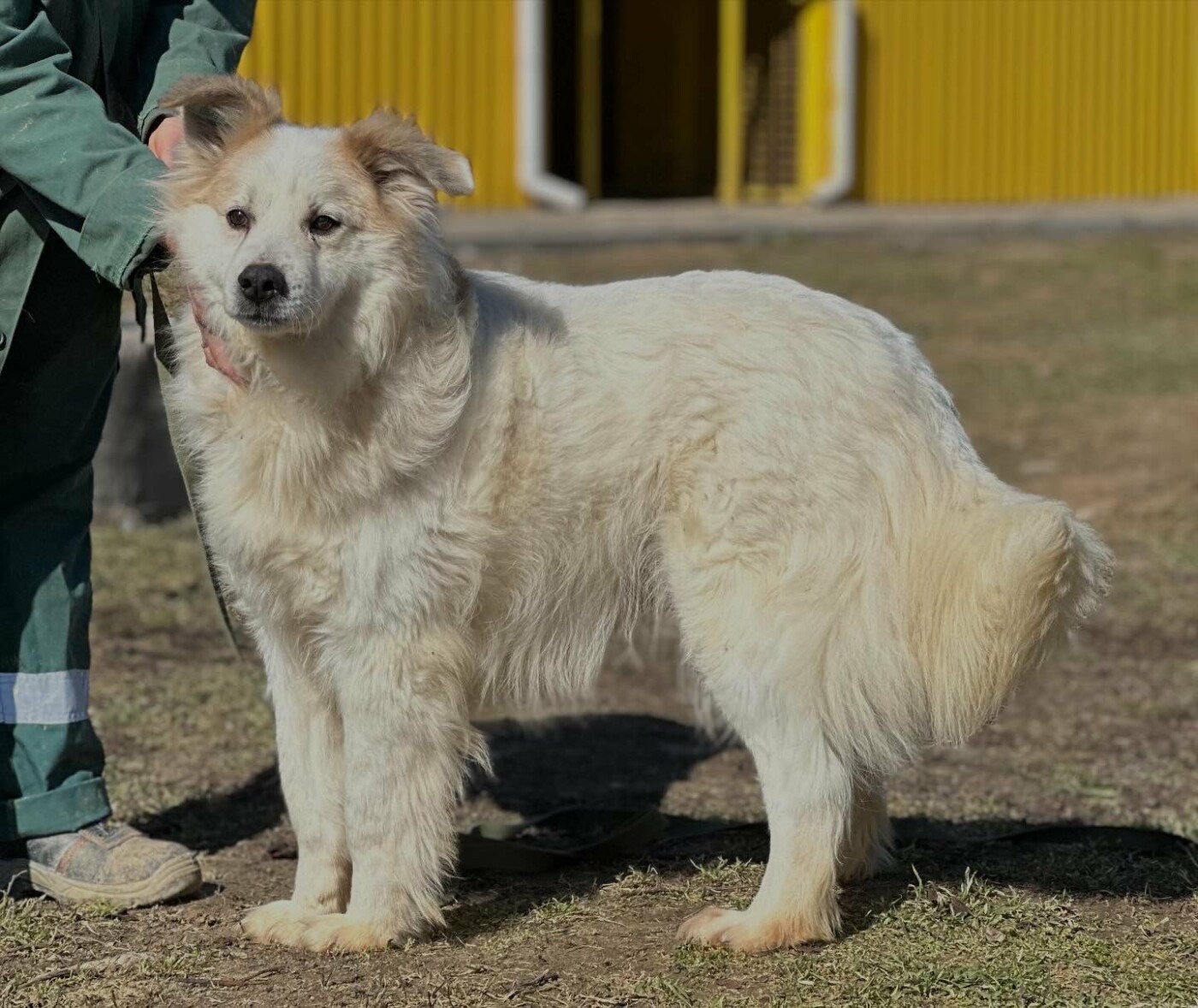 В Николаеве пройдет выставка-устройство животных