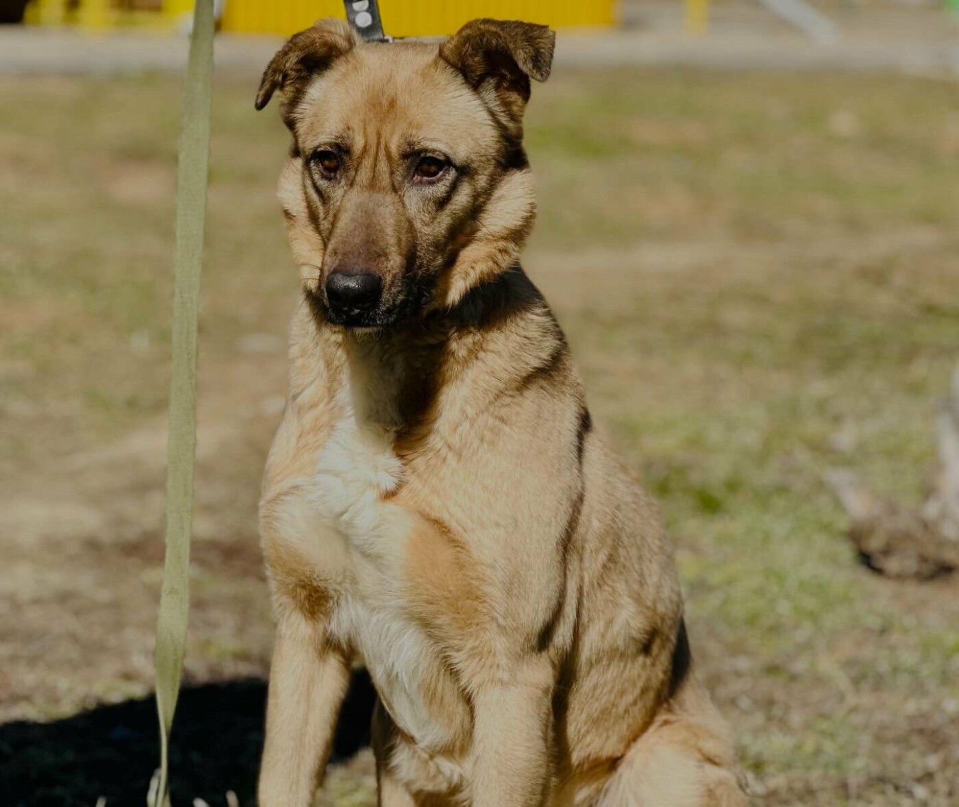 В Николаеве пройдет выставка-устройство животных